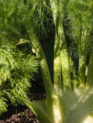 Fennel Florence (Sweet Anise)