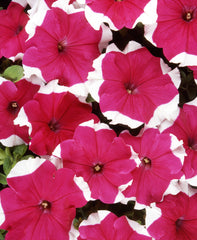 Petunia Dreams Rose Picotee