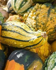 Gourd Monster Mix