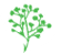 Gypsophila