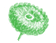 Helichrysum