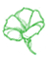 Ipomoea