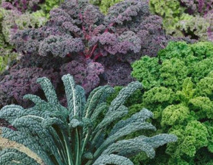 Kale Garden Blend