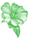 Lavatera