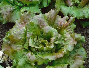 Lettuce Batavian Sierra
