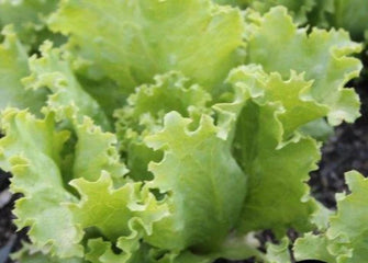 Lettuce Great Lakes 118