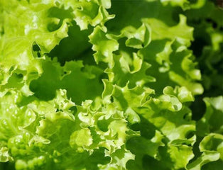 Lettuce Grand Rapids TBR