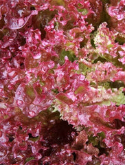 Lettuce Lolla Rossa Dark