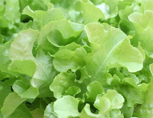Lettuce Green Oak Leaf