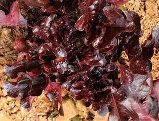 Lettuce Red Salad Bowl