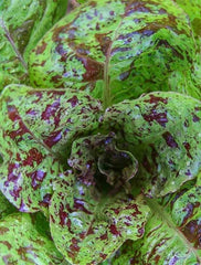 Lettuce Romaine Freckles