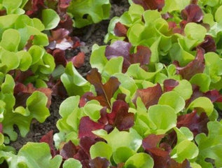 Lettuce Bistro Blend