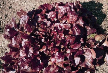 Lettuce Oakleaf Red