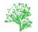 Liatris