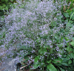 Statice latifolia