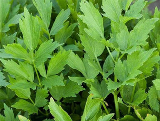 Lovage