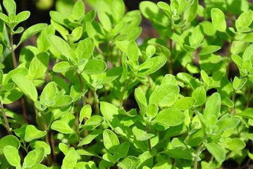 Marjoram Sweet