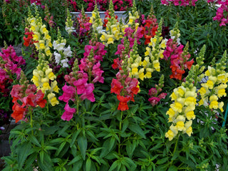 Snapdragon Candy Tops Mixture PLT