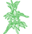 Monarda