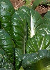 Tatsoi