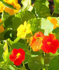 Nasturtium Alaska Mix