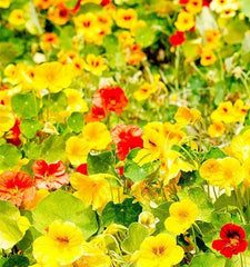 Nasturtium Whirlybird Double Mix