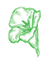 Nasturtium