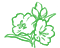 Nemesia