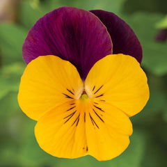 Viola Penny Pro Orange Jump Up