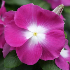 Vinca Mega Bloom Orchid Halo