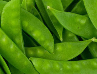 Pea Oregon Sugar Pod II (Snow Pea)