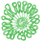 Osteospermum