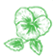 Pansy