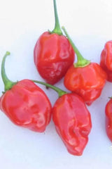 Pepper Hot Caribbean Red