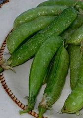 Pea Sugar Ann Dwarf