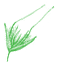 Pennisetum