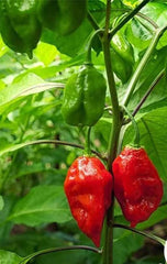 Pepper Bhut Jolokia Red (Ghost)