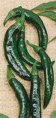 Pepper Hot Pasilla Bajio