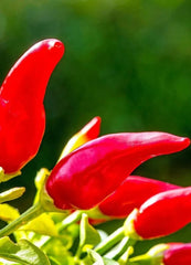 Pepper Hot Fresno Chili