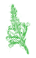 Physostegia