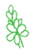 Plectranthus