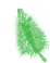 Ptilotus
