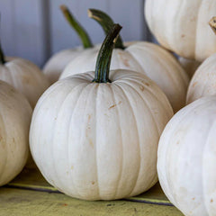 Pumpkin Casper