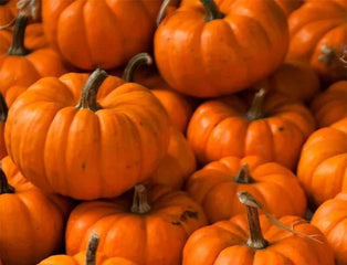 Pumpkin Jack Be Little