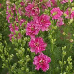 Larkspur QIS Carmine