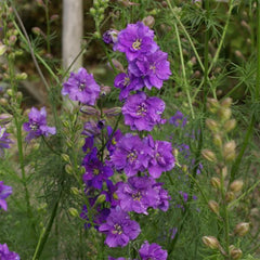Larkspur QIS Lilac