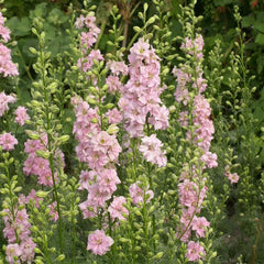 Larkspur QIS Light Pink