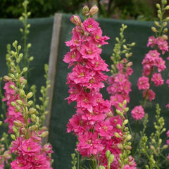 Larkspur QIS Rose
