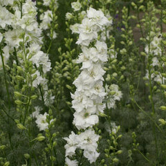 Larkspur QIS White