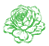 Ranunculus